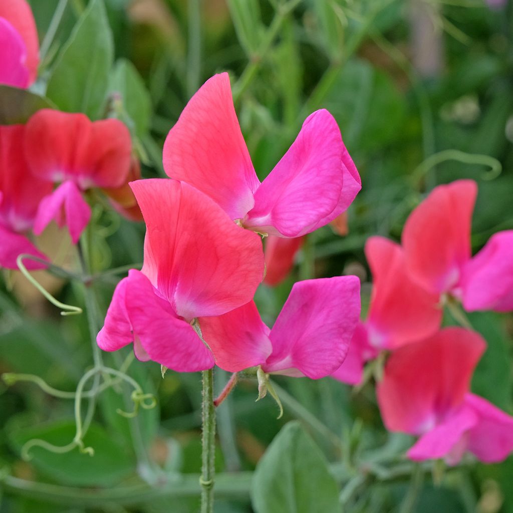 Duftwicke Miss Willmott (Samen) - Lathyrus odoratus