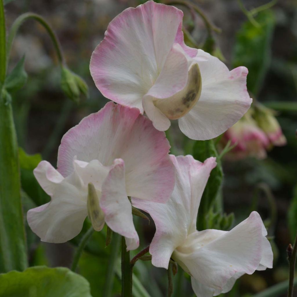 Duftwicke Mollie Rilstone (Samen) - Lathyrus odoratus