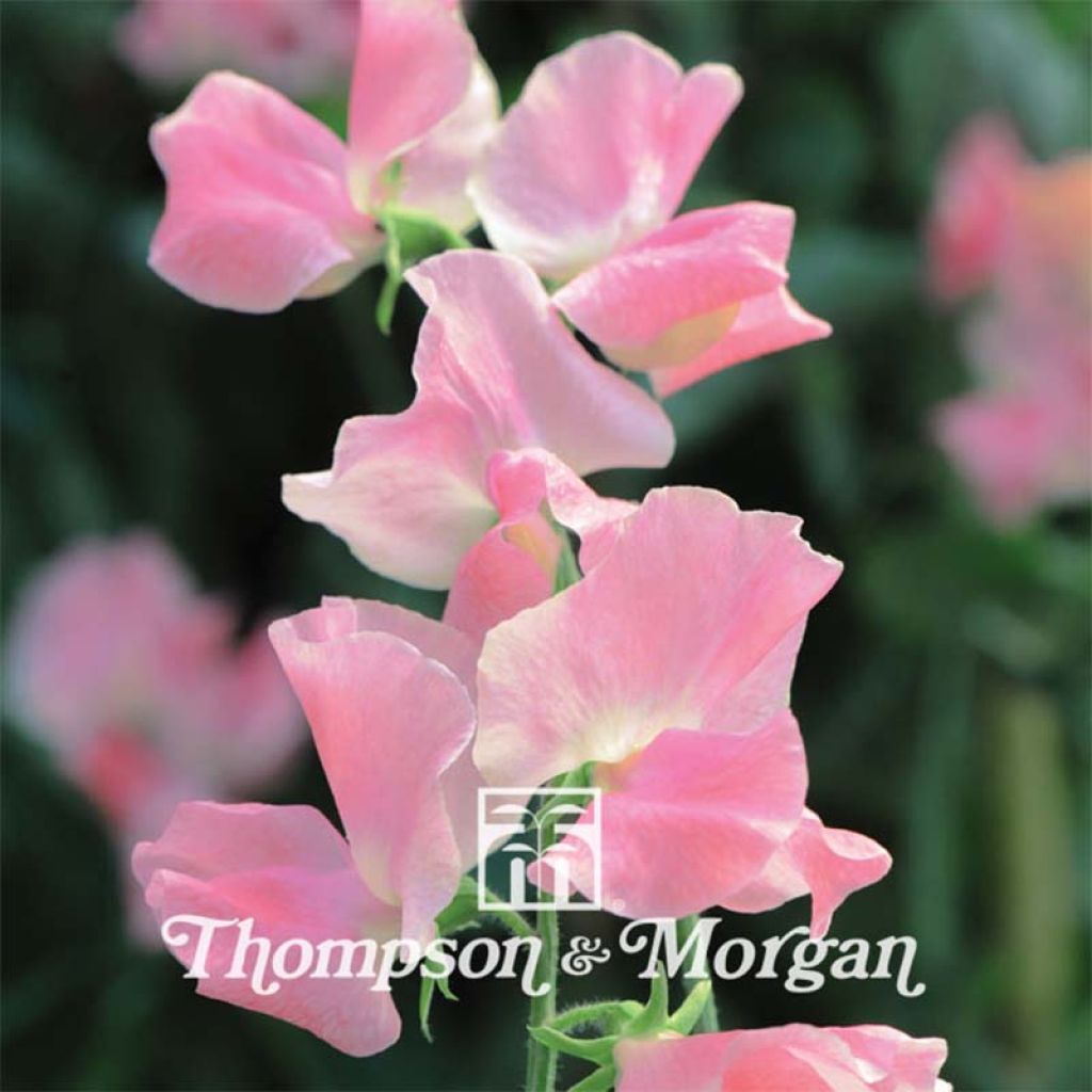 Duftwicke Tickled Pink (Samen) (Samen) - Lathyrus odoratus