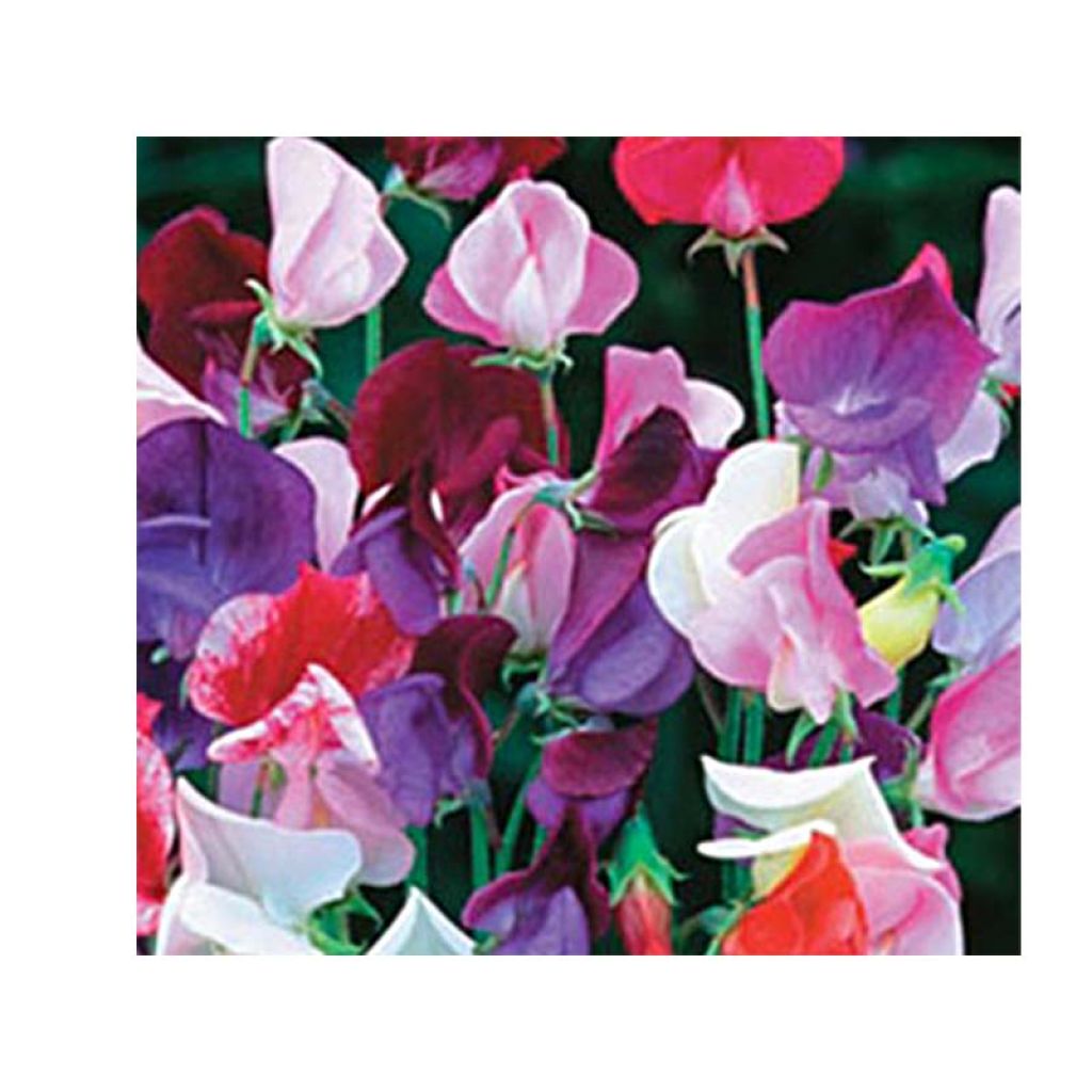 Duftwicke Heirloom Bicolour Mix (Samen) - Lathyrus odoratus