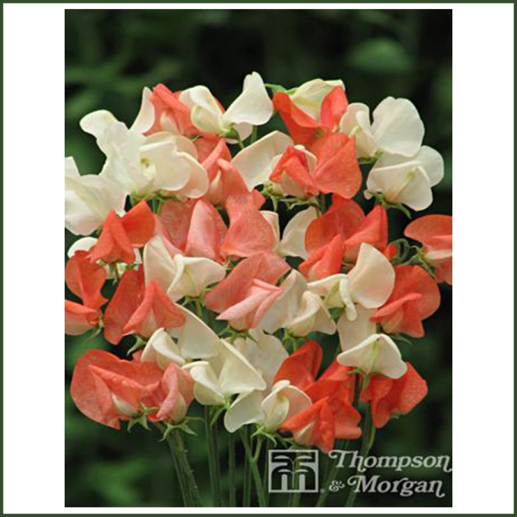 Duftwicke Tangerine Cream (Samen) - Lathyrus odoratus