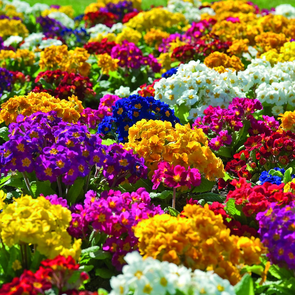 Hohe Schlüsselblume Crescendo® Mix (primed samen) - Primula elatior