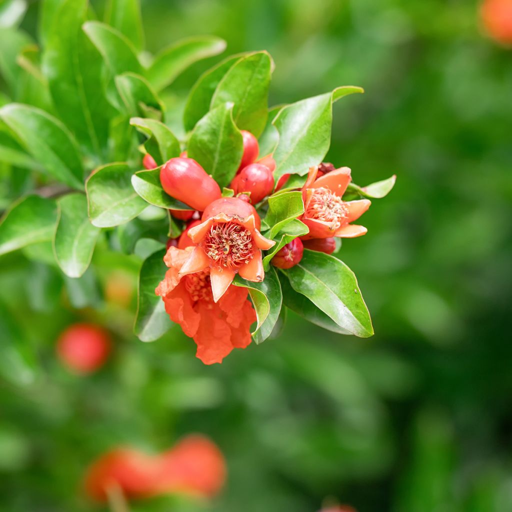 Granatapfelbaum (Samen) - Punica granatum