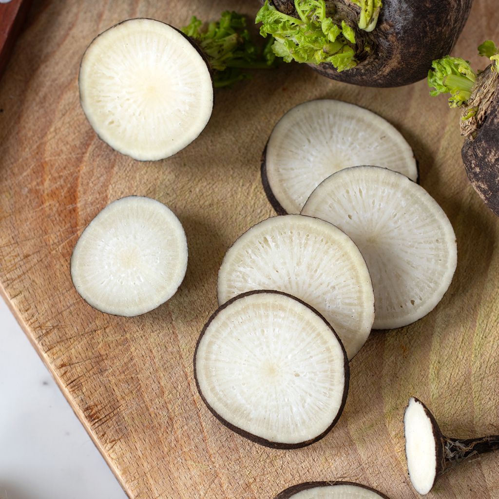 Rettich noir gros rond d'hiver BIO