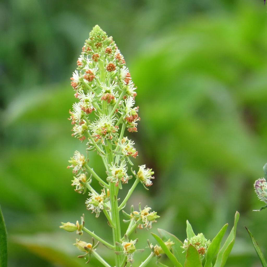 Garten-Resede Grandiflora (Samen) - Reseda odorata