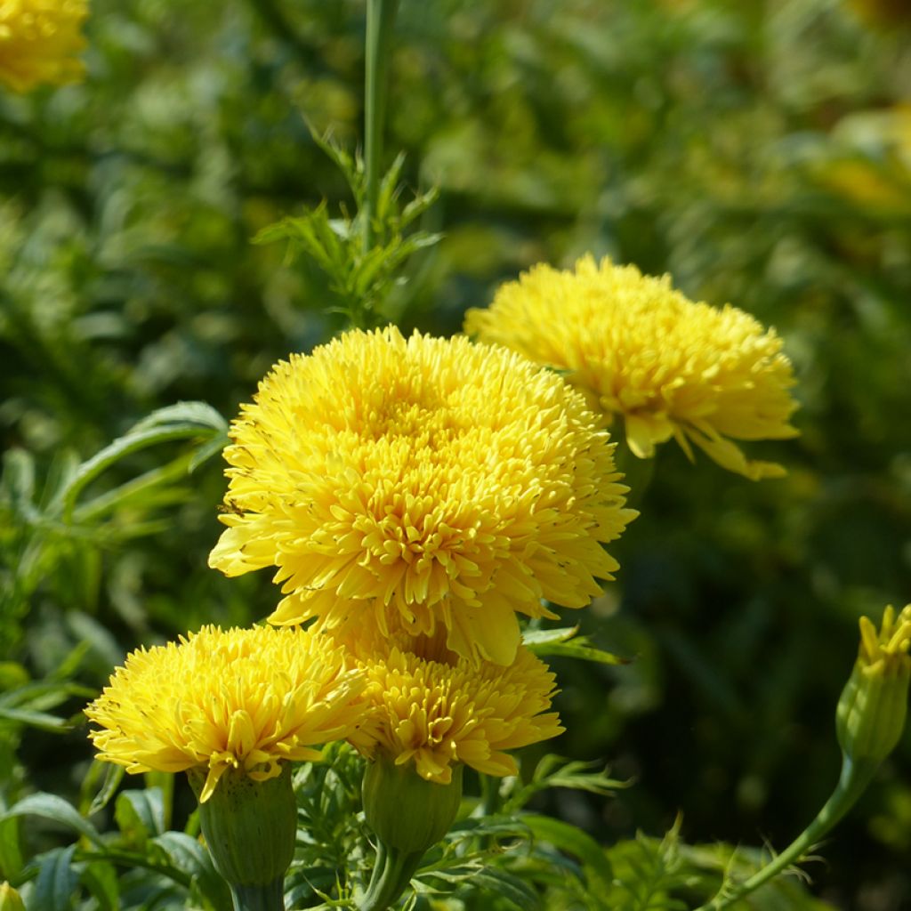 Aufrechte Studentenblume Fantastic Yellow (Samen) - Tagetes
