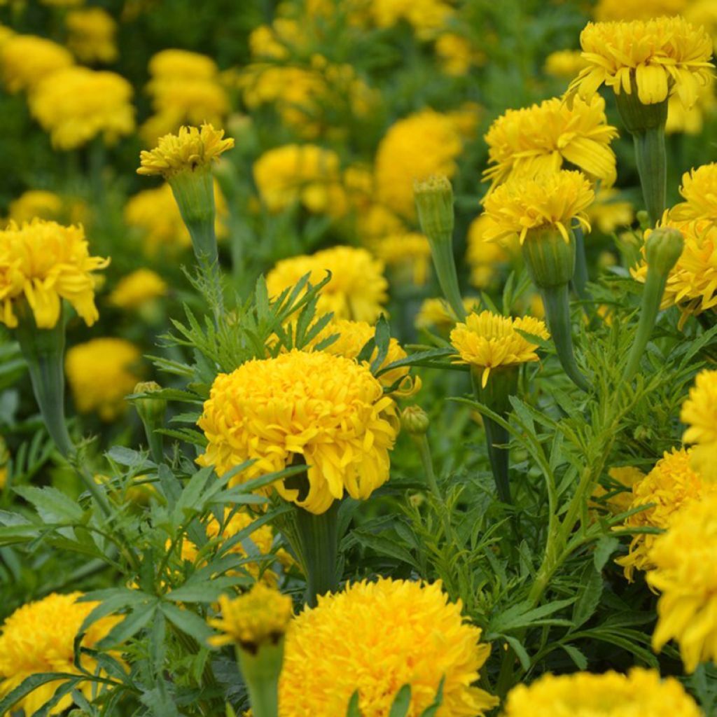 Aufrechte Studentenblume Fantastic Yellow (Samen) - Tagetes