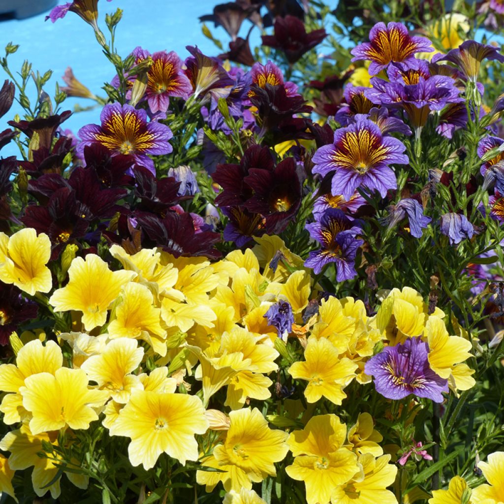 Salpiglossis sinuata Royale F1 Mix (Samen) - Trompetenzunge