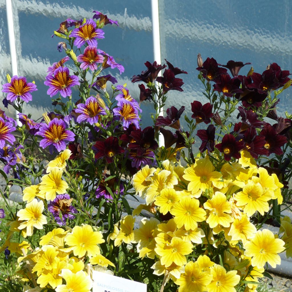 Salpiglossis sinuata Royale F1 Mix (Samen) - Trompetenzunge