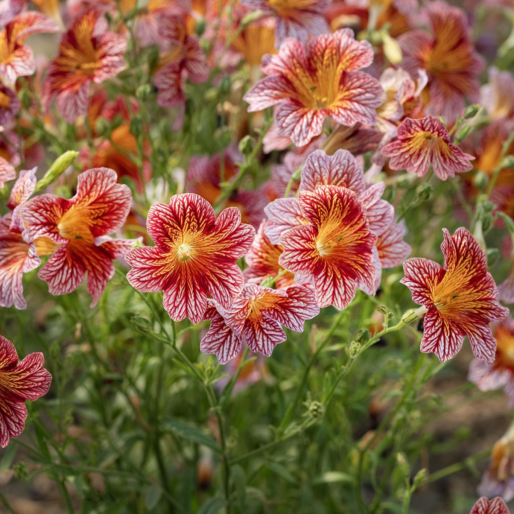 Salpiglossis sinuata Tora Red (Pillierte Samen) - Trompetenzunge