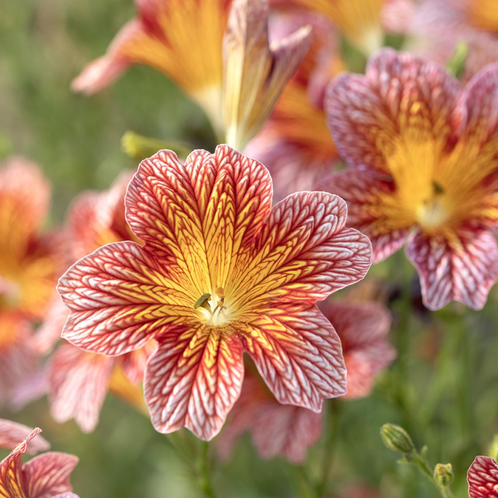 Salpiglossis sinuata Tora Red (Pillierte Samen) - Trompetenzunge