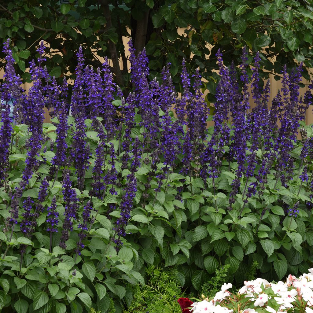 Salvia Big Blue (samen) - Ziersalbei