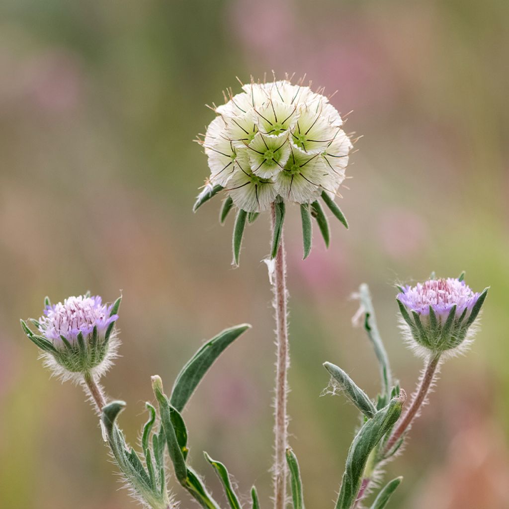Lomeliosa stellata (Samen) - Sternskabiose