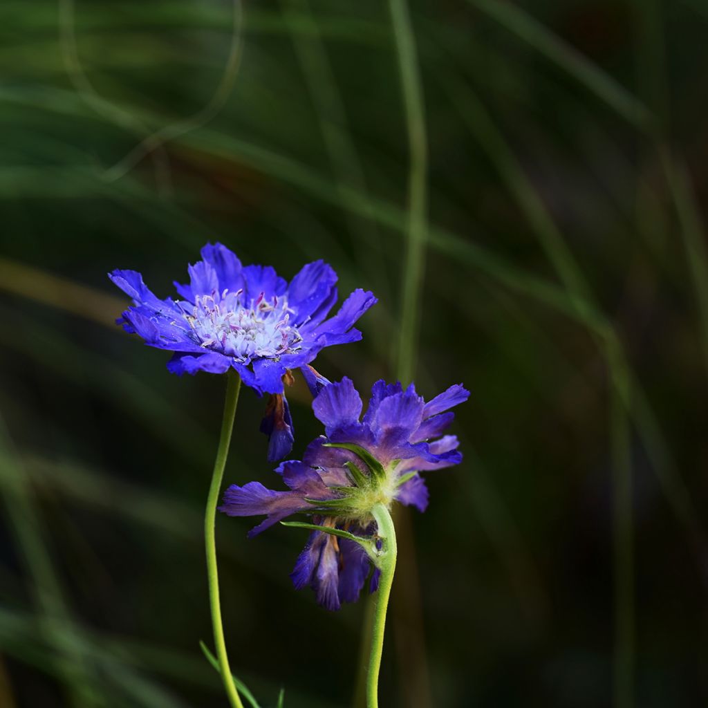 Große Skabiose Fama deep Blue (Samen) - Scabiosa caucasica