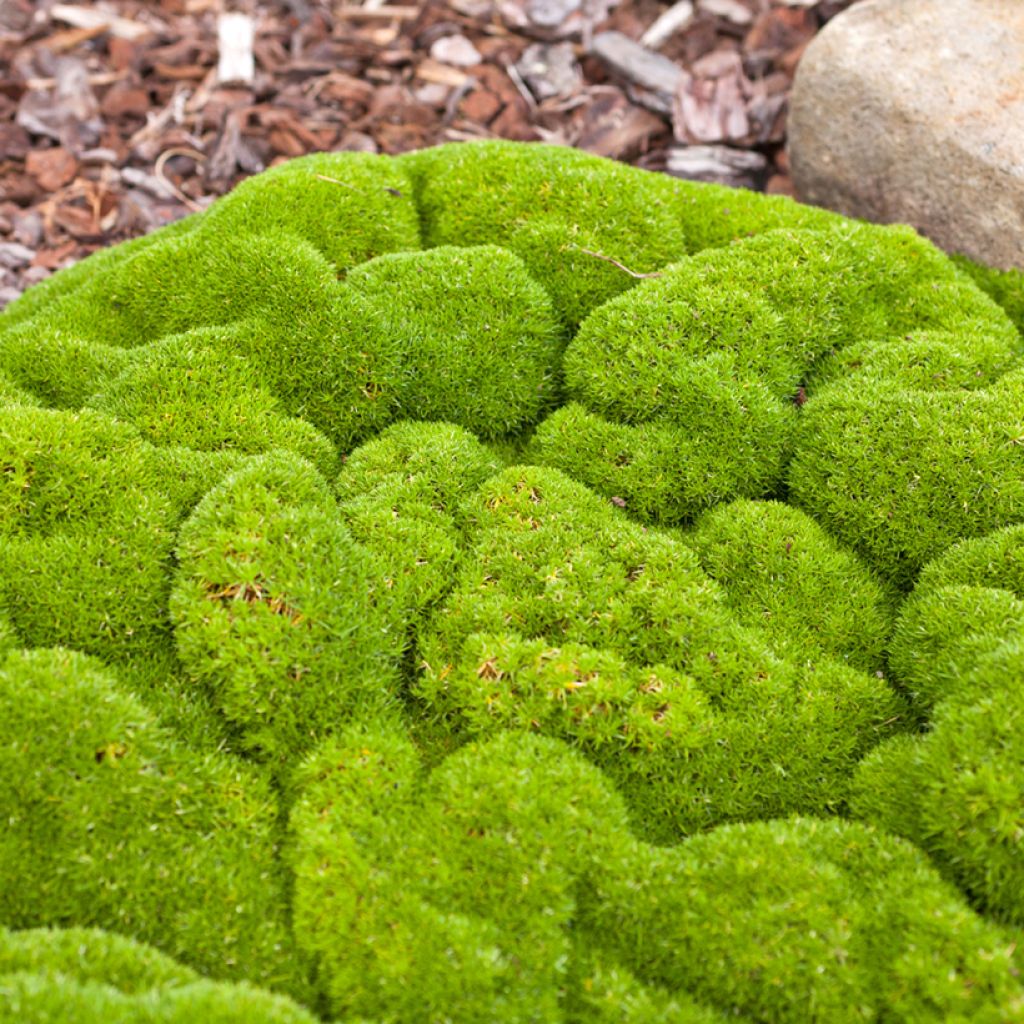 Scleranthus biflorus (Samen) - Knäuel