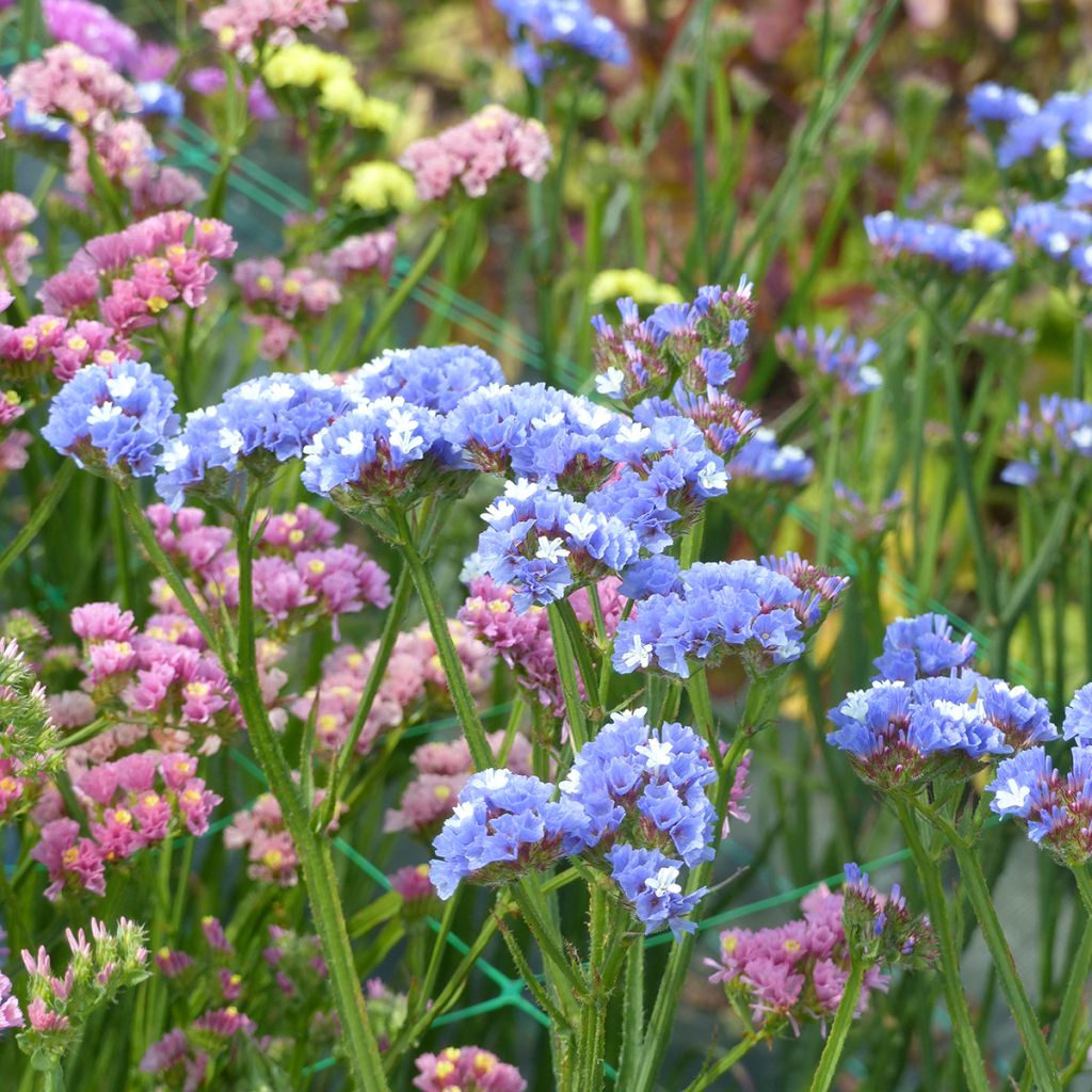Geflügelter Strandflieder Sky Blue (Samen) - Limonium sinuatum
