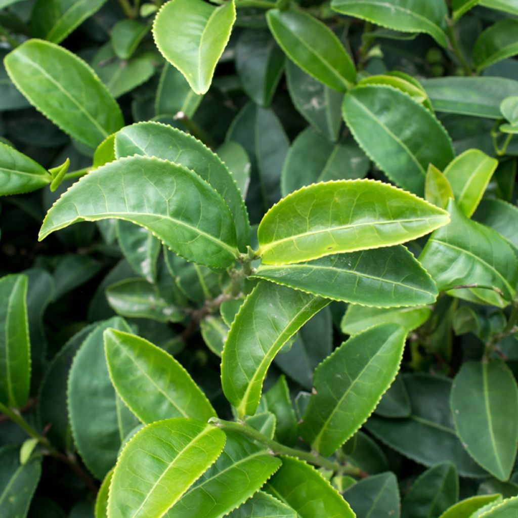 Camellia sinensis (Samen) - Chinesischer Teestrauch