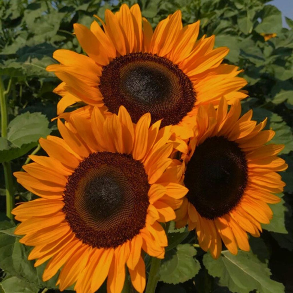 Sonnenblume Pro-Cut F1 Orange DMR (Samen) - Helianthus annuus