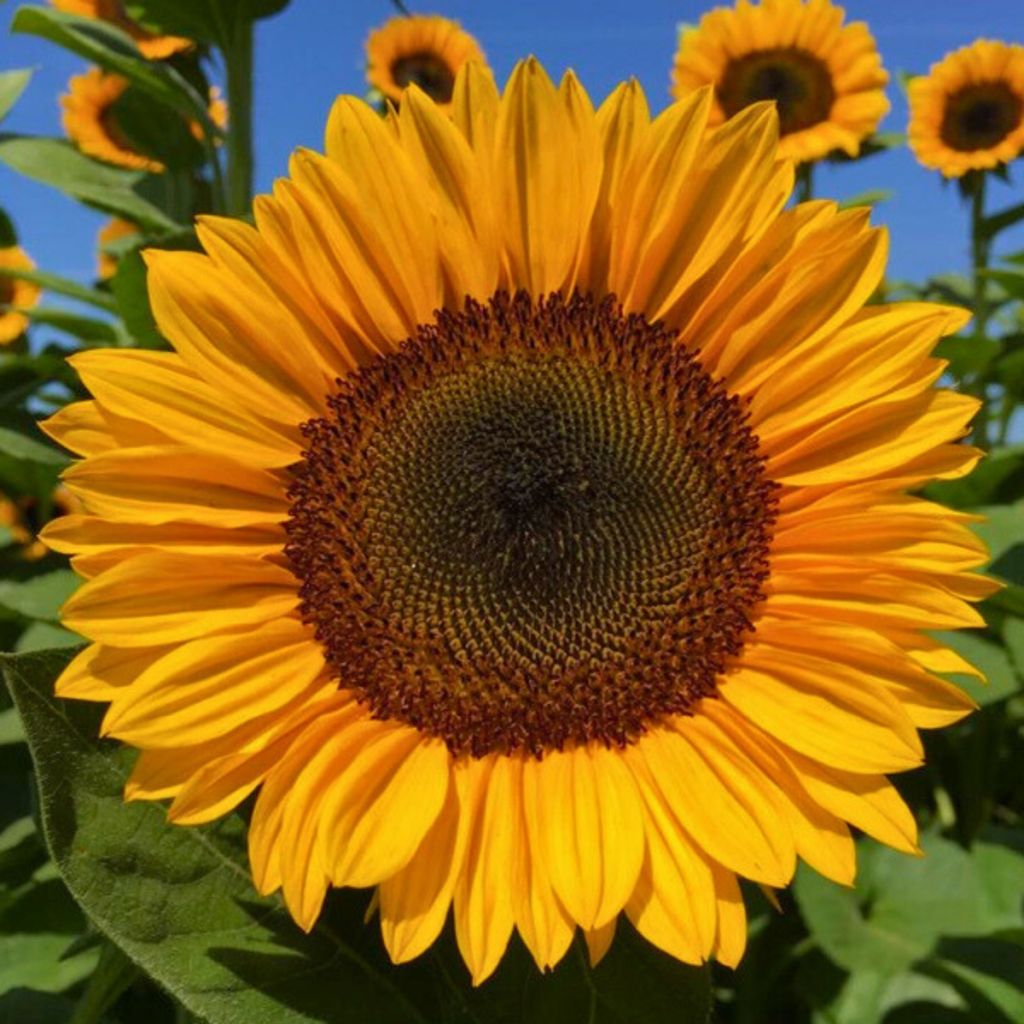 Sonnenblume Pro-Cut F1 Orange Excel (Samen) - Helianthus annuus