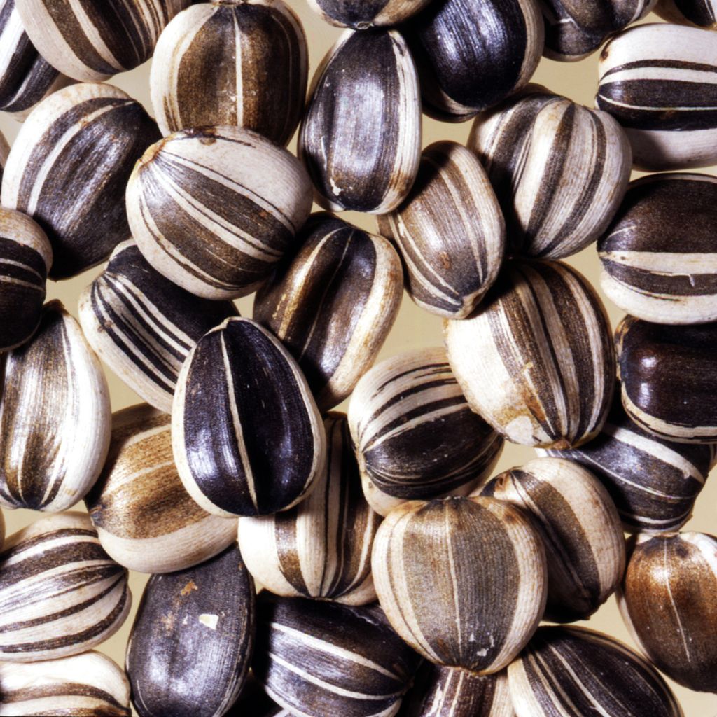 Gemeine Sonnenblume Titan extra-tall - Helianthus