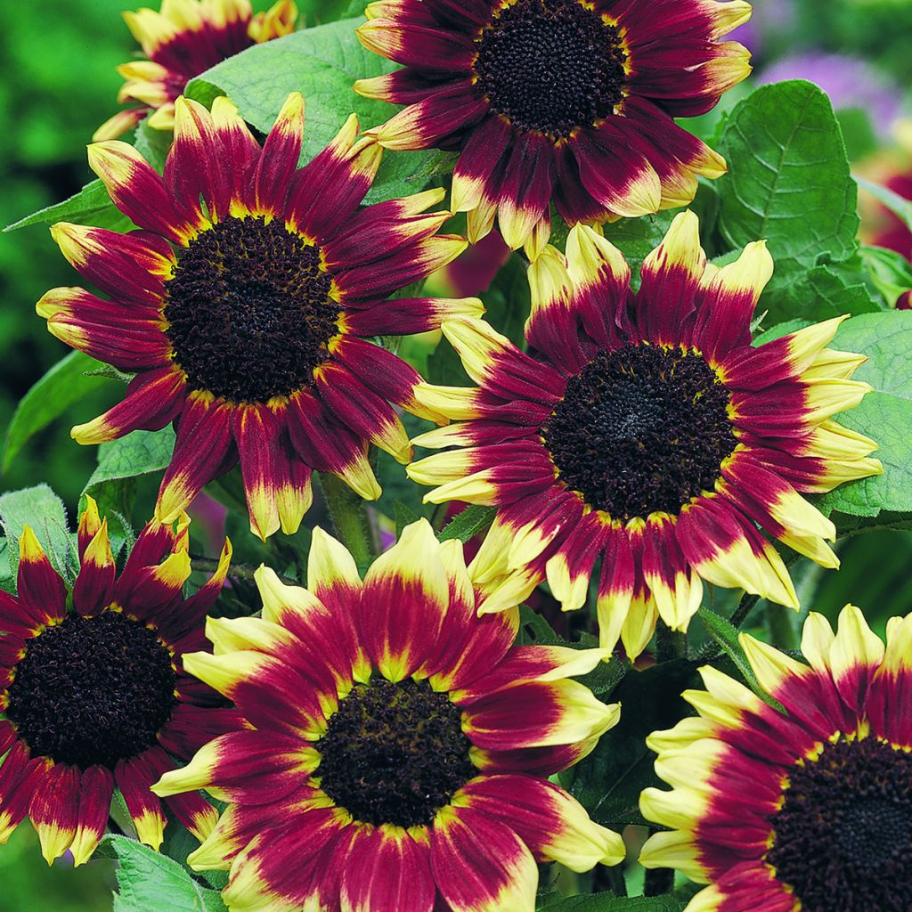 Sonnenblume Florenza (Samen) - Helianthus annuus