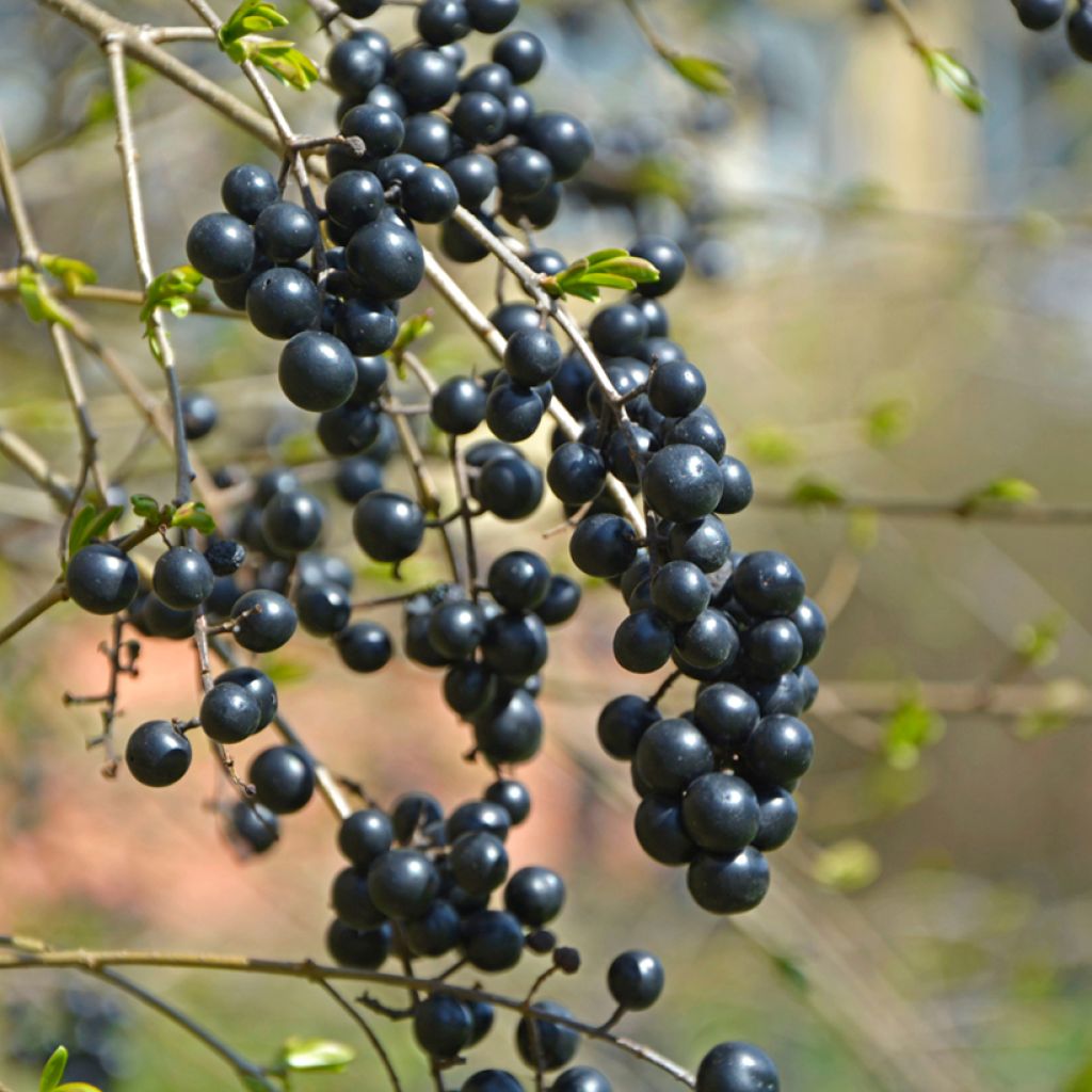 Gemeiner Liguster (Samen) - Ligustrum vulgare
