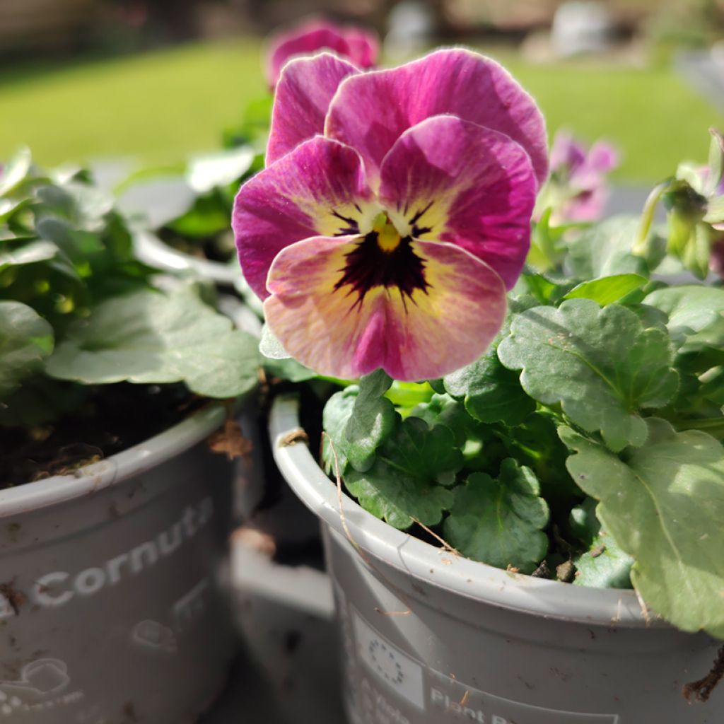 Horn-Veilchen Laeta Antique Shades (Samen)