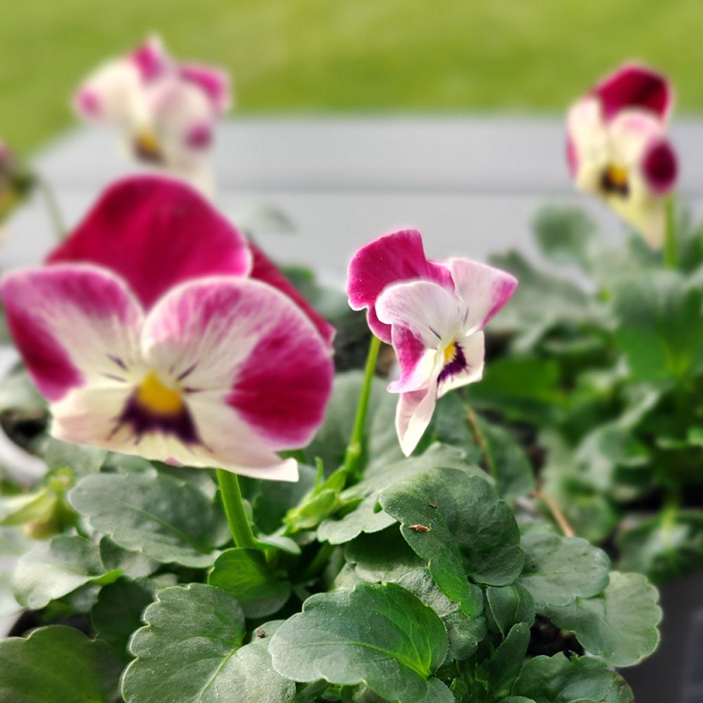 Horn-Veilchen Laeta Pink Bicolor (Samen)