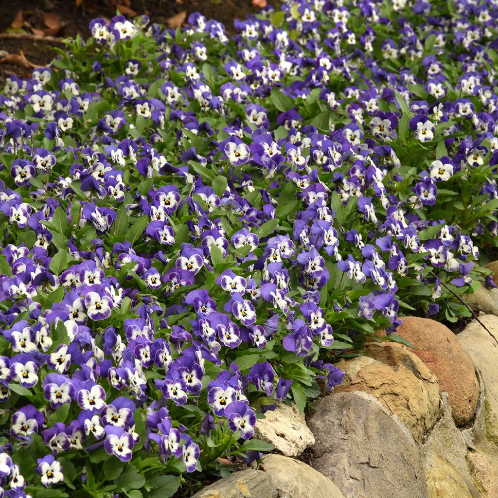 Horn-Veilchen Sorbet XP Delft Blue (samen)