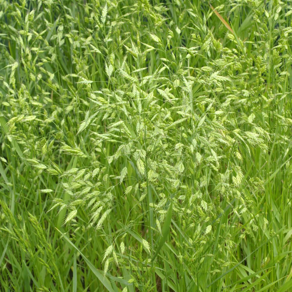 Bromus secalinus (Samen) - Roggen-Trespe