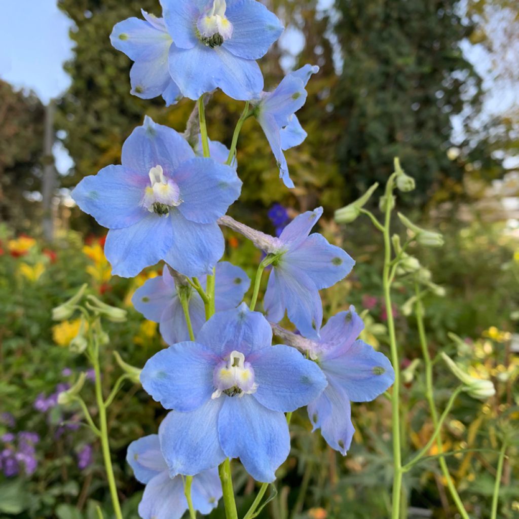 Garten-Rittersporn Summer Blues (Samen) - Delphinium grandiflorum