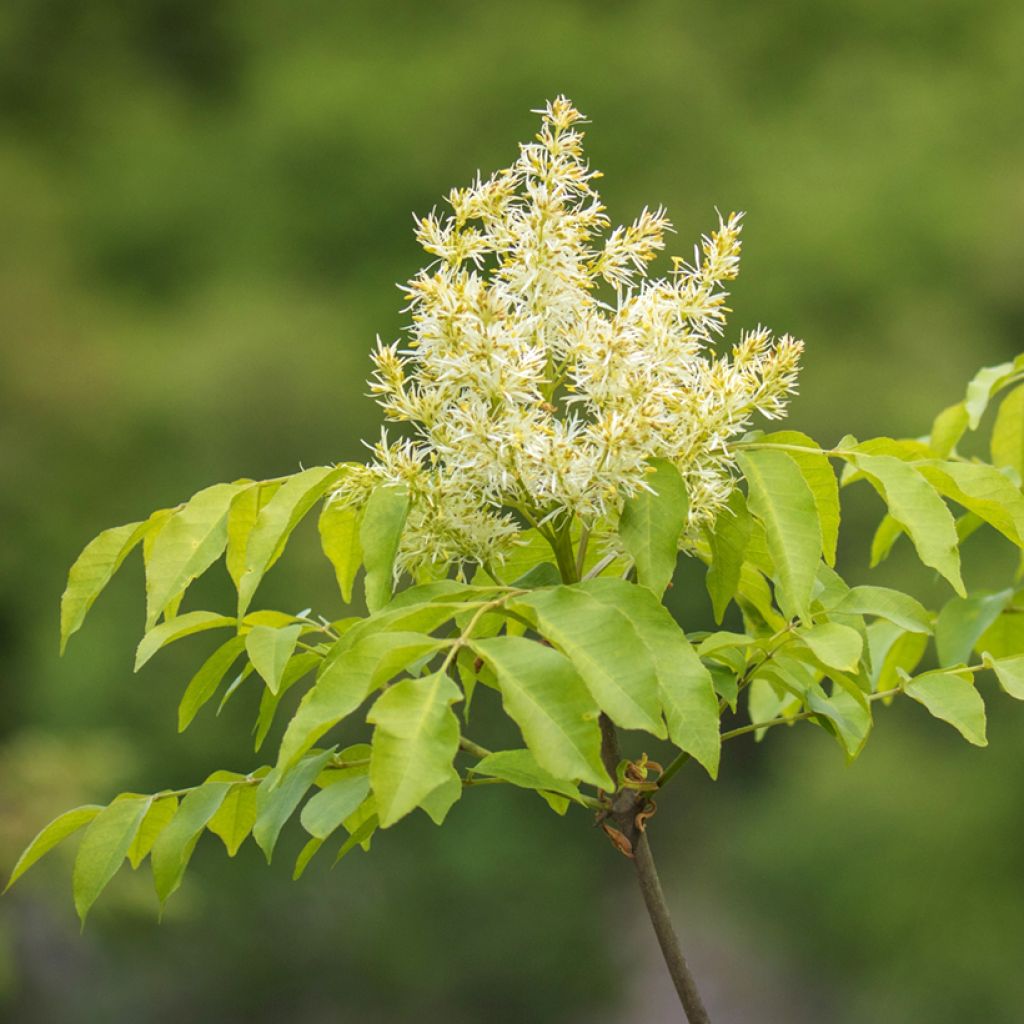 Manna-Esche (Samen) - Fraxinus ornus