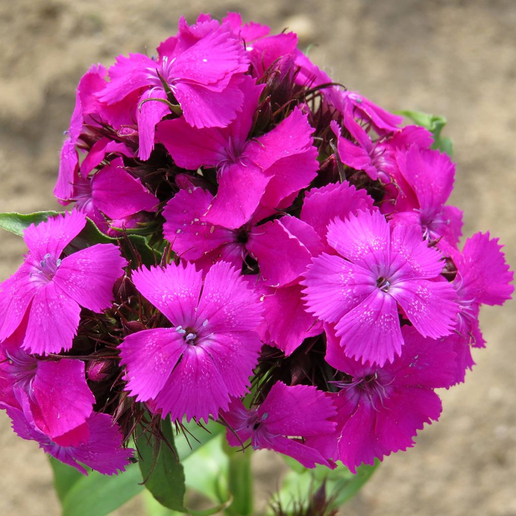 Dianthus barbatus Etournelle Lilac (Samen) - Bartnelke