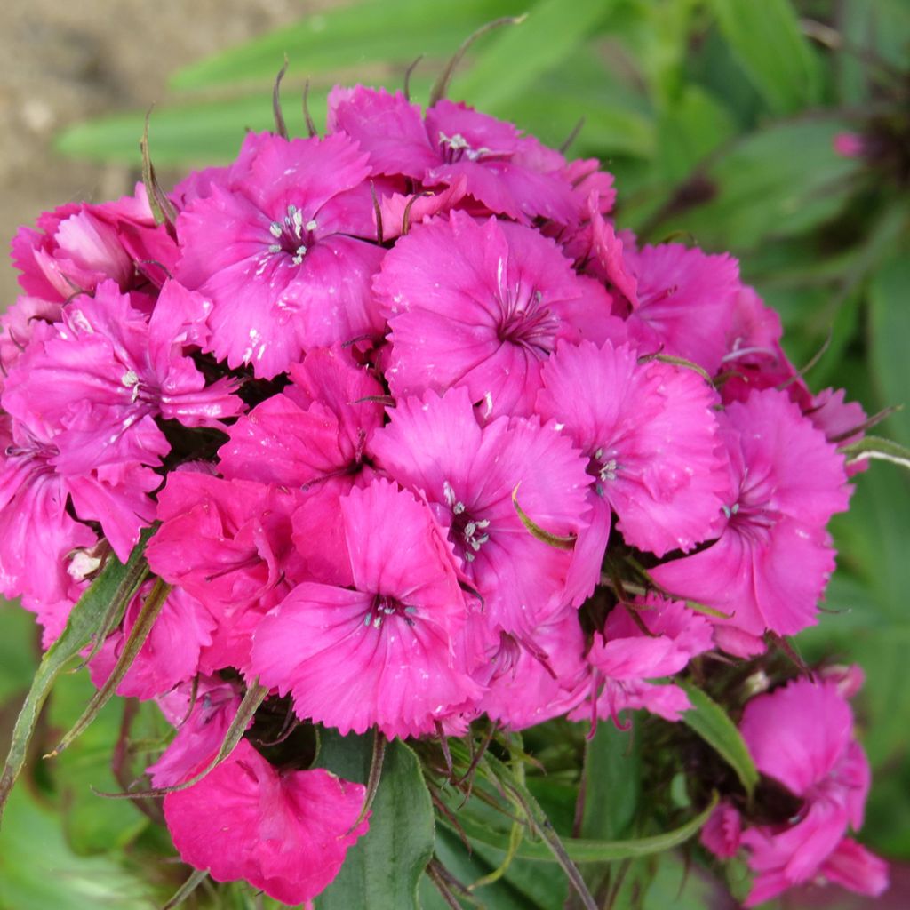 Dianthus barbatus Etournelle Rose (Samen) - Bartnelke