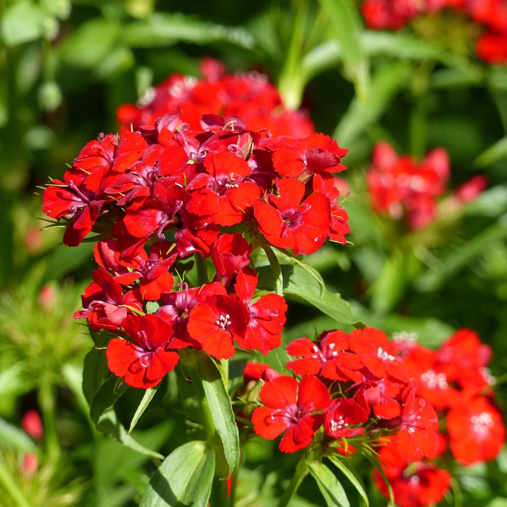 Dianthus barbatus Etournelle Scarlet (Samen) - Bartnelke