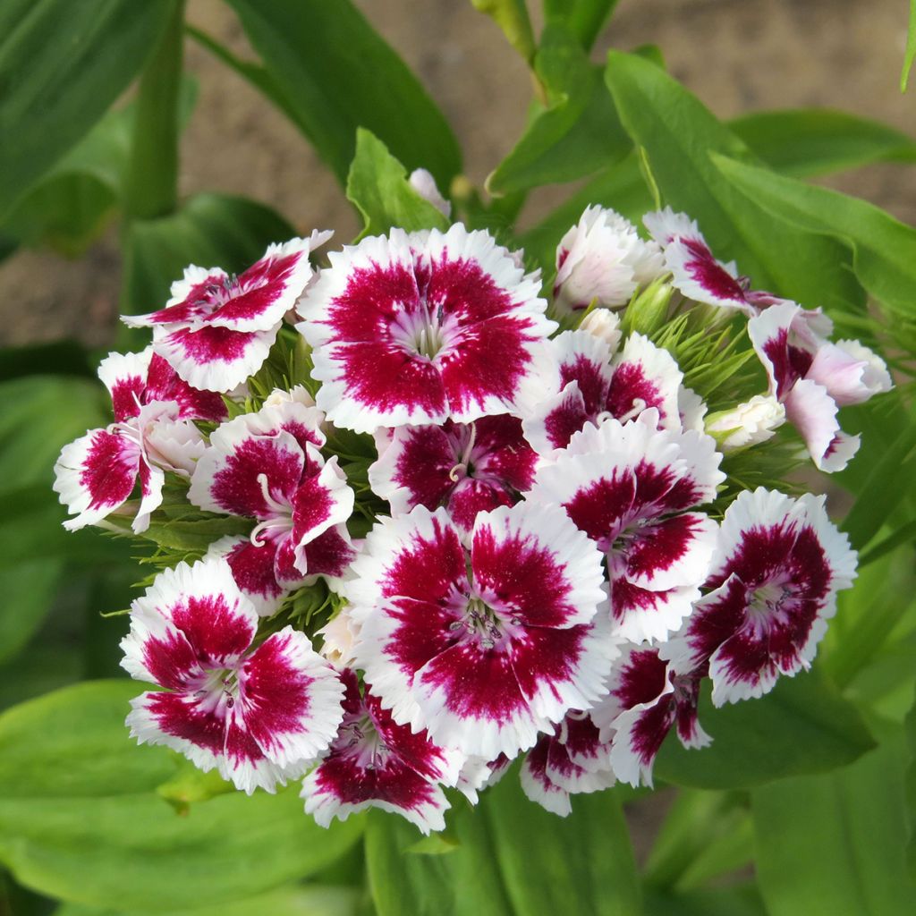 Dianthus barbatus Etournelle White with eye (Samen) - Bartnelke