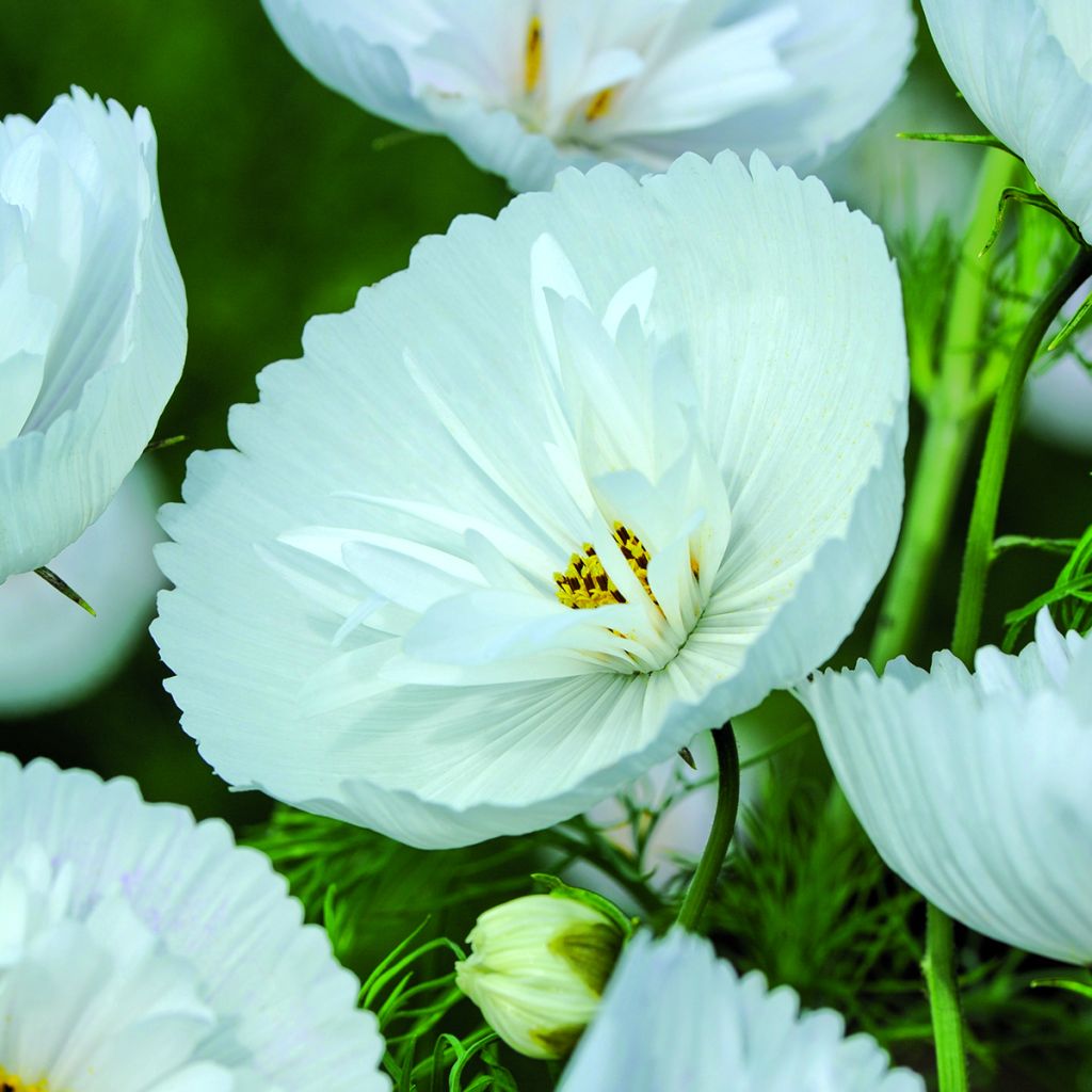 Schmuckkörbchen Cupcakes White (Samen) - Cosmos