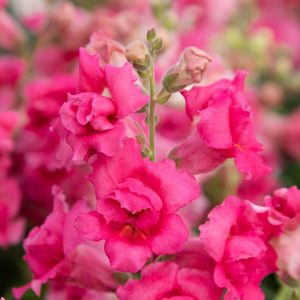 Löwenmäulchen Sweet Duet Rose Shades (Samen) - Antirrhinum majus