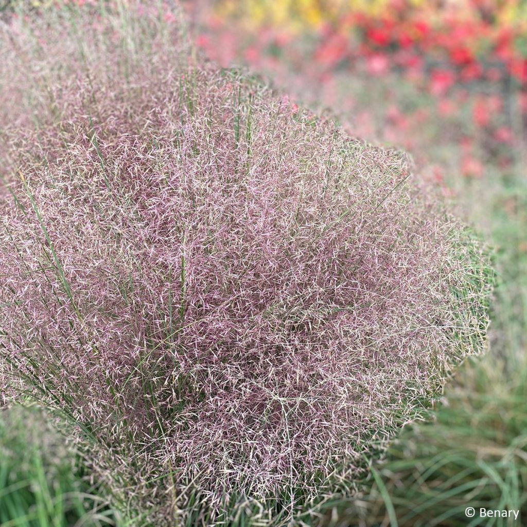 Muhlenbergia reverchonii Rosy (Samen) - Rosa Haargras