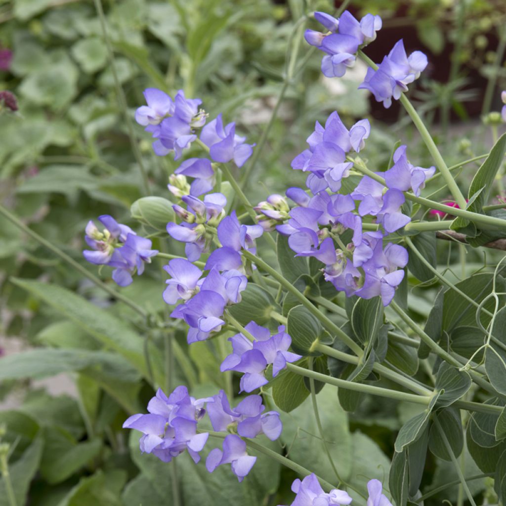 Platterbse Lord Anson's Pea (Samen) - Lathyrus nervosus