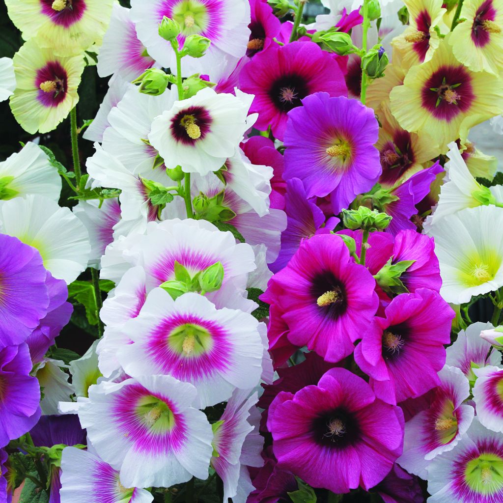 Alcea rosea Halo Mixed (Samen) - Gewöhnliche Stockrose