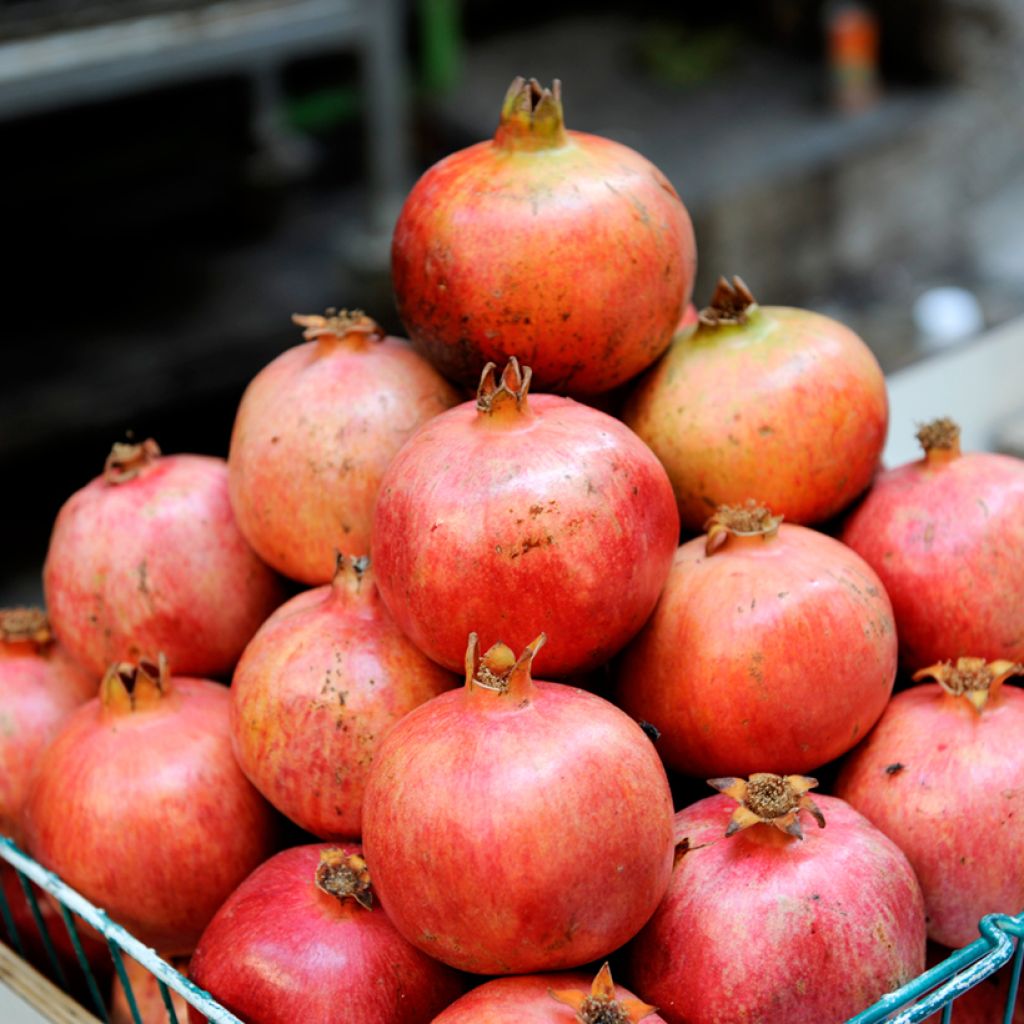 Punica granatum Acco (Samen) - Granatapfelbaum