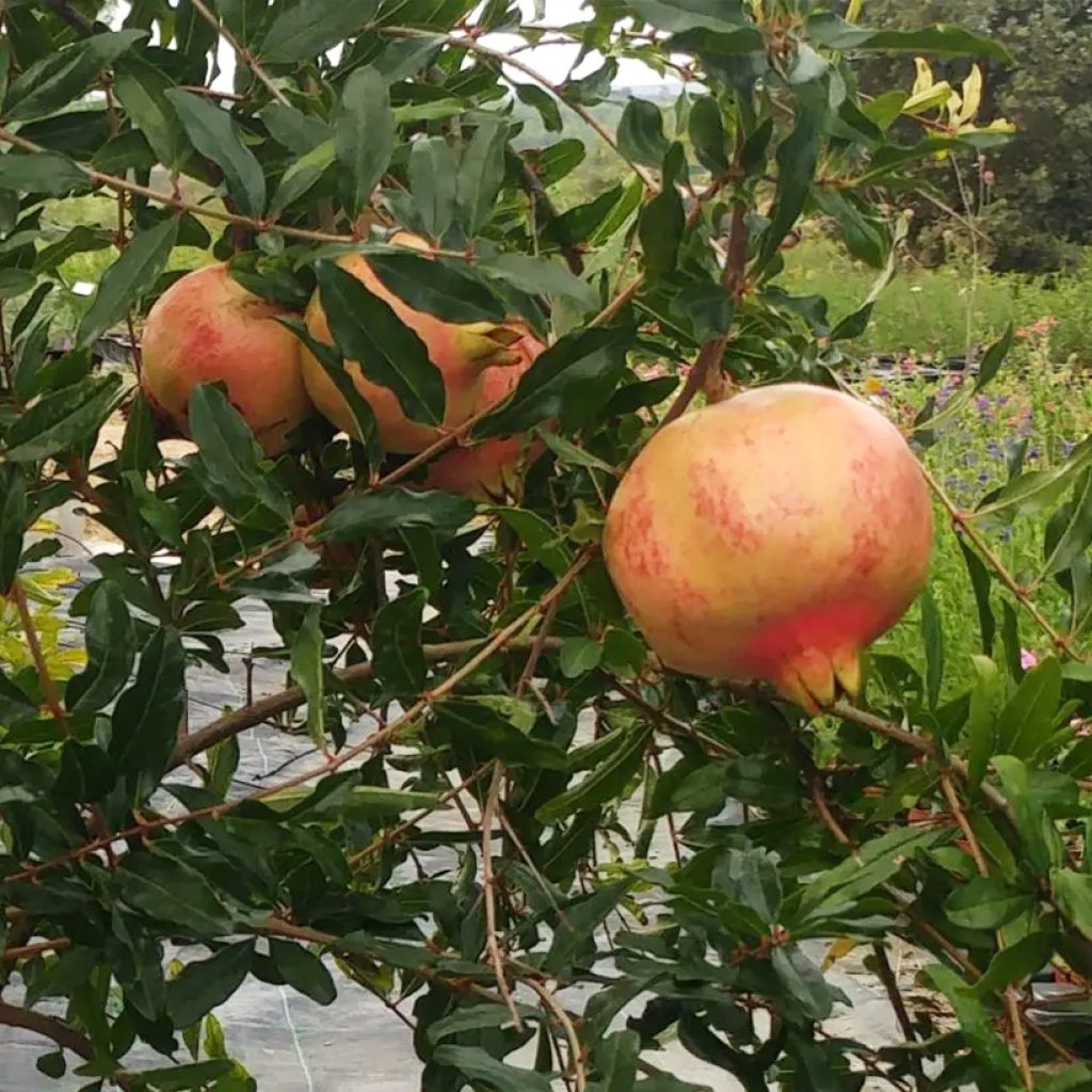 Grenadier à fruits - Punica granatum Sverkrannyi
