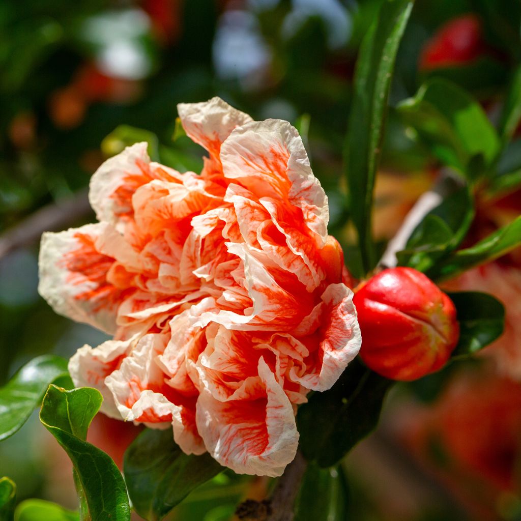 Punica granatum California Sunset - Granatapfelbaum