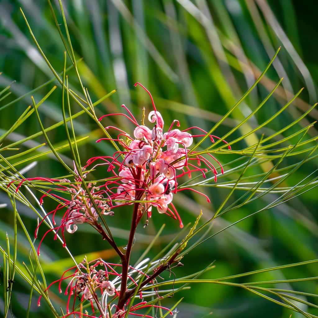 Grevillea johnsonii - Silbereiche
