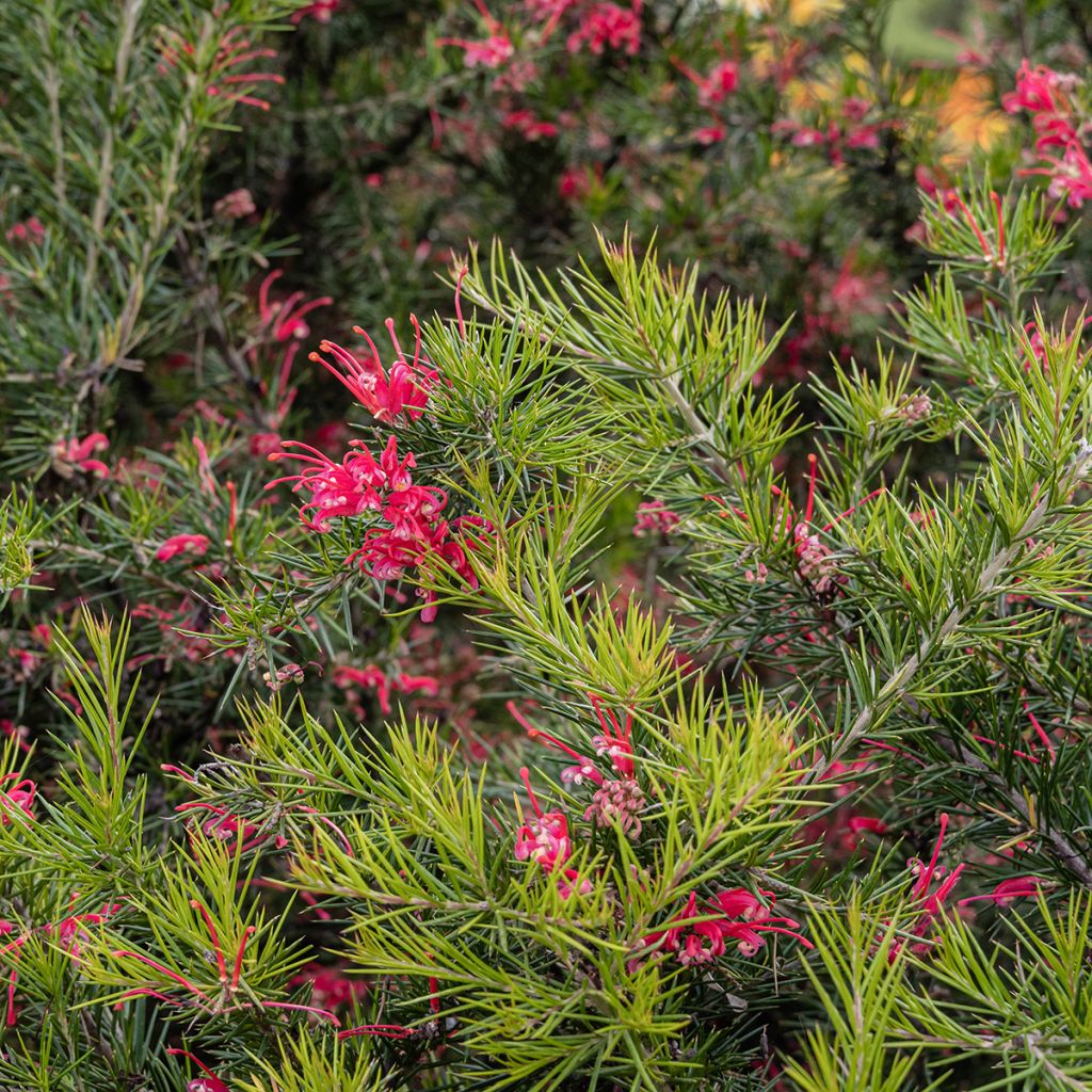 Grevillea juniperina - Australische Silbereiche