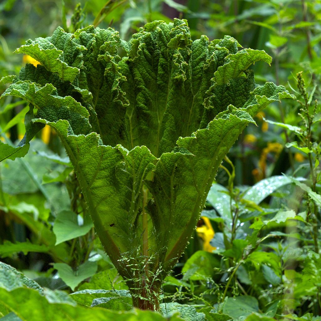 Gunnera manicata - Riesenrhabarber