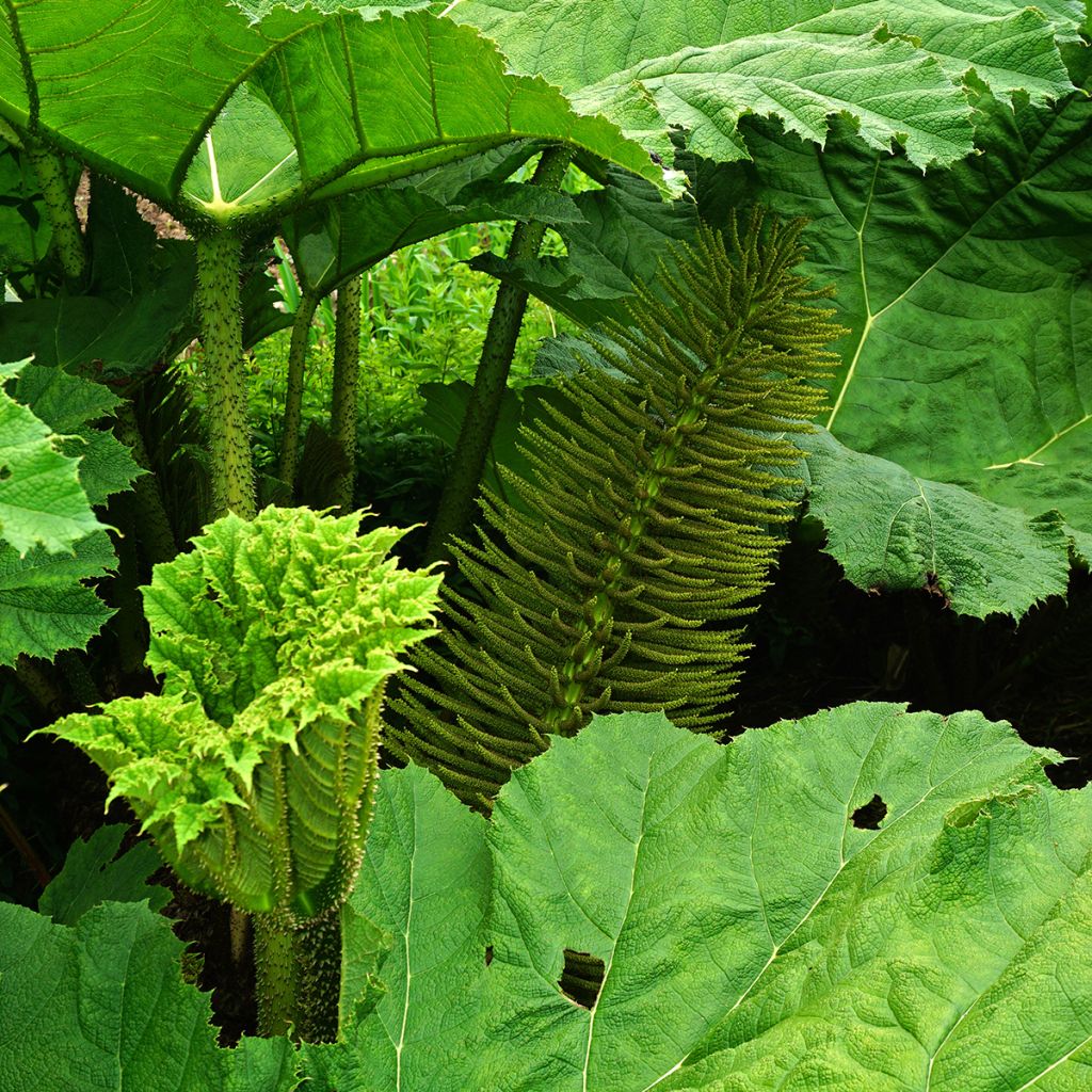 Gunnera manicata - Riesenrhabarber