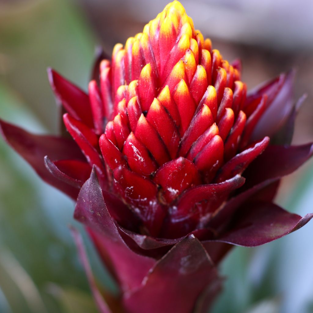 Guzmania Akabar
