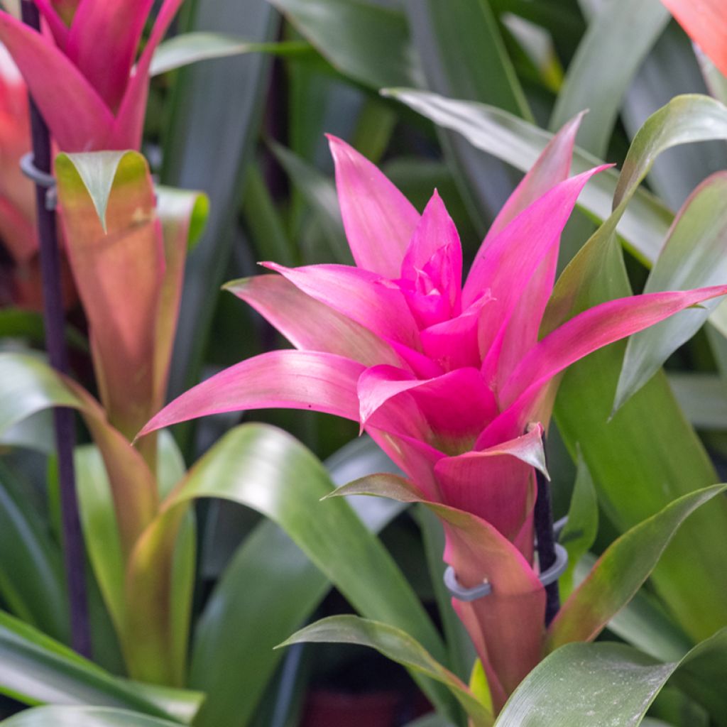 Guzmania Alerta